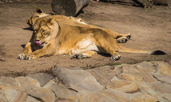 Duas leoas descansando no prado — Fotografia de Stock