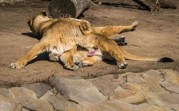 Two lionesses resting on the meadow — Stock Photo, Image