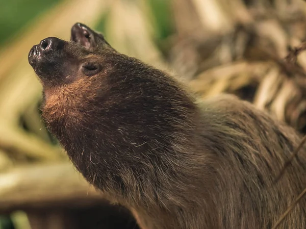 Sloth slow-moving tropical American mammal that hangs upside dow