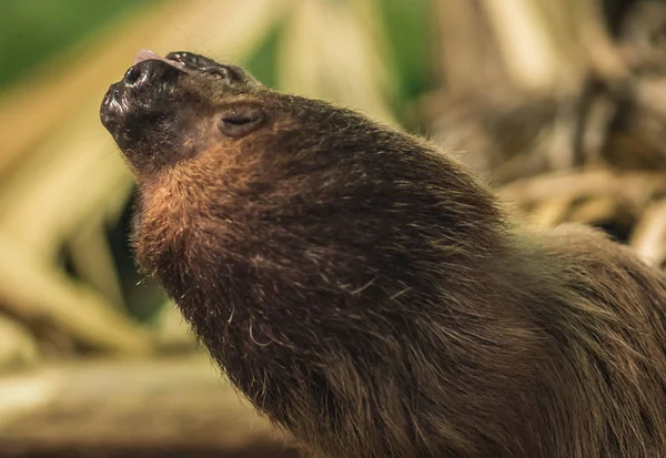 Sloth slow-moving tropical American mammal that hangs upside dow