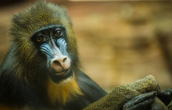 Gran mandril multicolor con cara expresiva — Foto de Stock