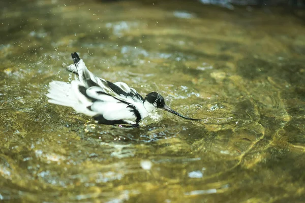 Bild vom Säbelschnäbler, der im Teich spielt — Stockfoto