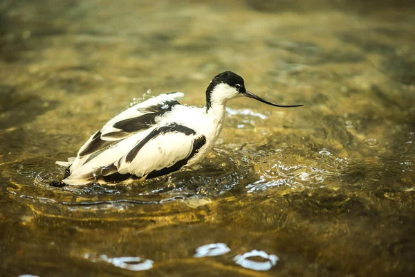 Image of avocet playing in the pond