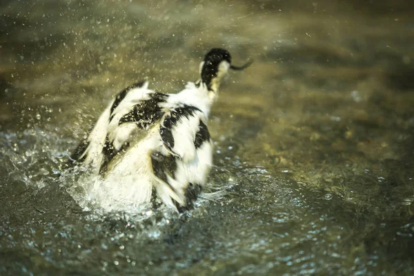 Bild vom Säbelschnäbler, der im Teich spielt — Stockfoto