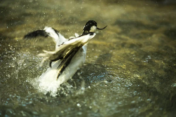 Bild vom Säbelschnäbler, der im Teich spielt — Stockfoto