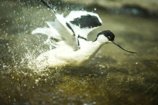 Bild vom Säbelschnäbler, der im Teich spielt — Stockfoto