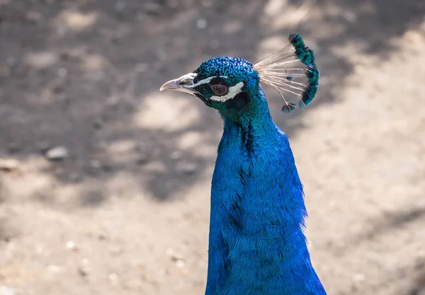 Tuft ile tavus kuşu başının yakından görünümü — Stok fotoğraf