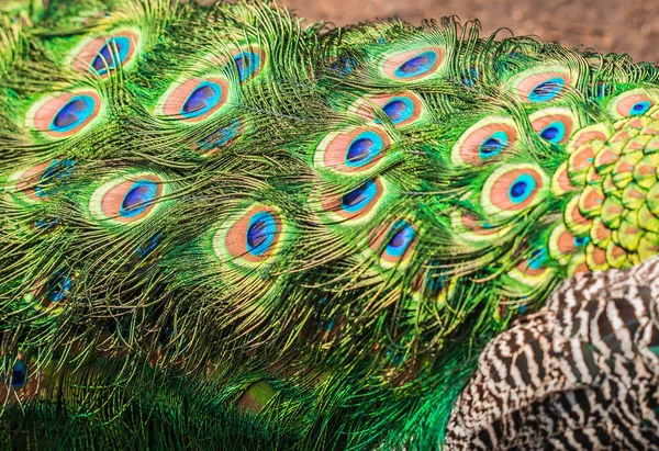 Renkli ve parlak tavus kuşu tüyleri güzel desen — Stok fotoğraf