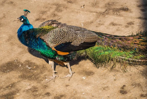 Pembe, yeşil ve turuncu tüyleri ile parlak güzel tavus kuşu — Stok fotoğraf