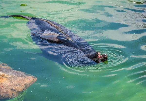 León marino flotando en agua azul —  Fotos de Stock