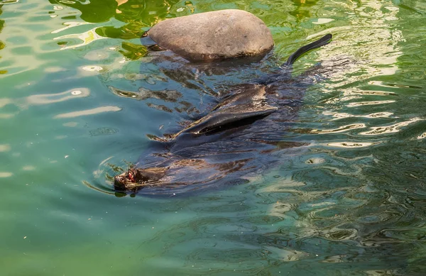 León marino flotando en agua verde —  Fotos de Stock