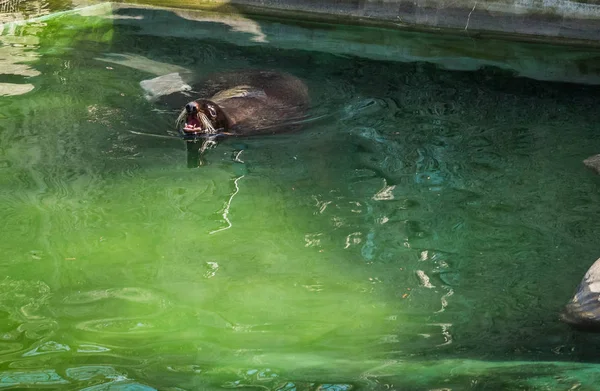 León marino flotando en agua verde —  Fotos de Stock
