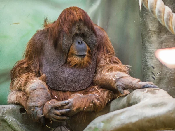 大红苏门答腊猩猩与圆脸 — 图库照片