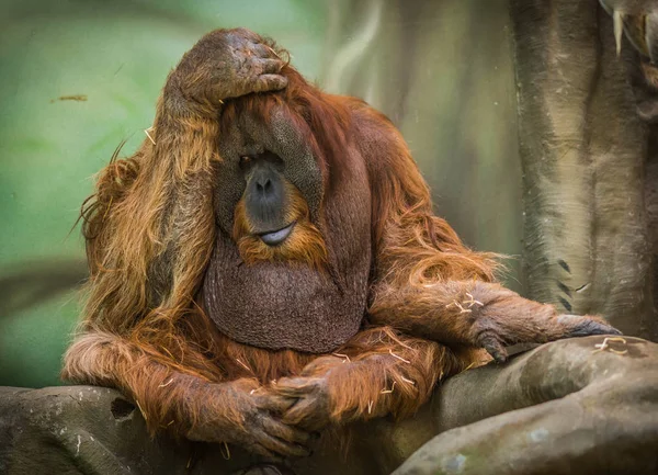 Grote rode Sumatraanse orang-oetan met rond gezicht — Stockfoto