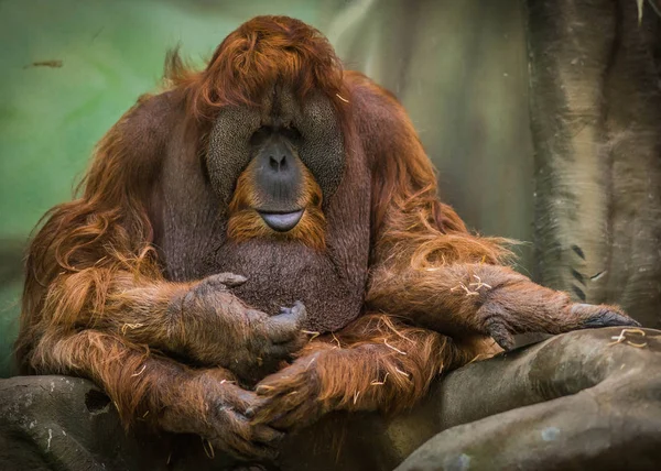 Grote rode Sumatraanse orang-oetan met rond gezicht — Stockfoto