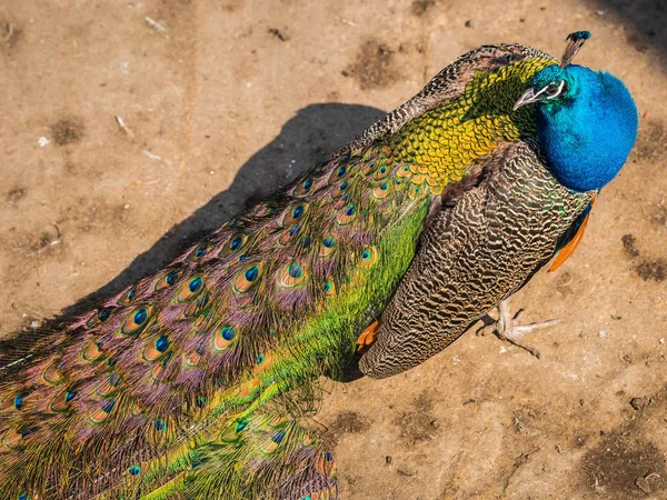 Pembe, yeşil ve turuncu tüyleri ile parlak güzel tavus kuşu — Stok fotoğraf