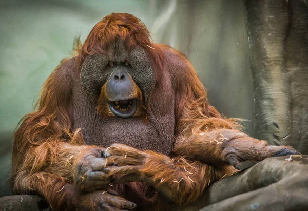 大红苏门答腊猩猩与圆脸 — 图库照片