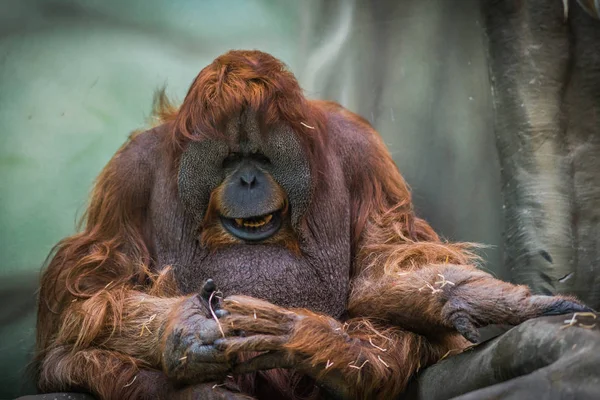 Velký červený sumaterský orangutana s kulatým obličejem — Stock fotografie