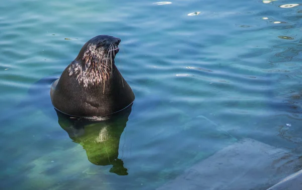 Морской лев, плавающий в голубой воде — стоковое фото