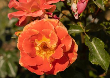 Roma, İtalya 'da bir tespihte çiçek açan güzel pembe güllerin görüntüsü