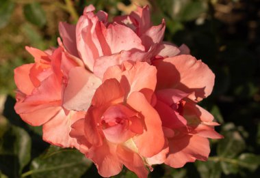 Roma, İtalya 'da bir tespihte çiçek açan güzel pembe güllerin görüntüsü