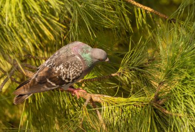 İtalya 'da bir Roma çam ağacının dalında mavi güvercin resmi