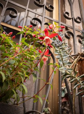 İtalya sokaklarındaki parlak bahar çiçeklerinin görüntüsü