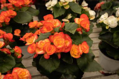 İtalya sokaklarındaki parlak bahar çiçeklerinin görüntüsü