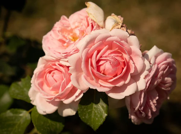Imagen Rosas Rosadas Florecientes Rosario Roma Italia — Foto de Stock