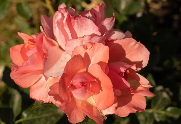 Roma, İtalya 'da bir tespihte çiçek açan güzel pembe güllerin görüntüsü