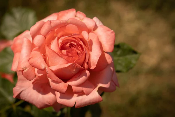 Imagen Rosas Rosadas Florecientes Rosario Roma Italia — Foto de Stock