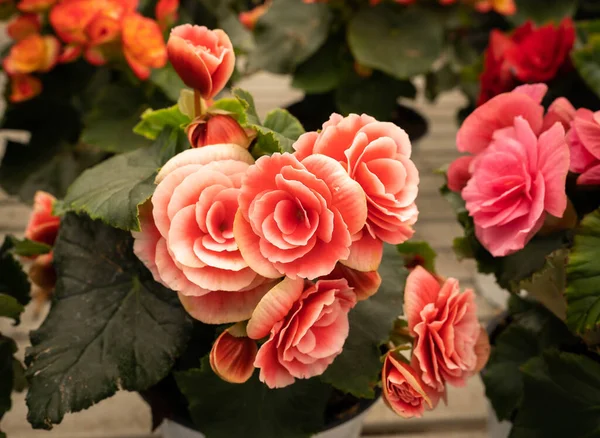 Imagem Flores Brilhantes Primavera Nas Ruas Itália — Fotografia de Stock