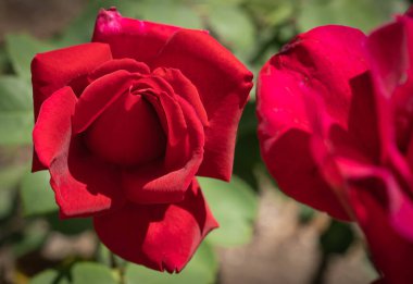 Amalfi Sahili, Campania, İtalya 'da açan güzel kırmızı gülün görüntüsü