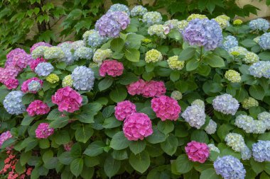 Çiçek açan yemyeşil ortanca çalılarının görüntüsü - hortensia çiçekleri, Amalfi Sahili, İtalya