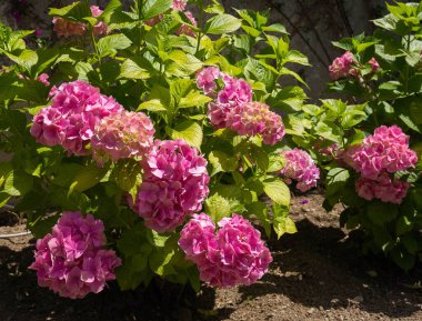 Çiçek açan yemyeşil ortanca çalılarının görüntüsü - hortensia çiçekleri, Amalfi Sahili, İtalya