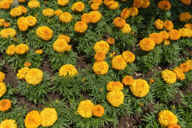 İtalya 'nın Amalfi Sahili' nde çiçek açan sarı çiçeklerin görüntüsü