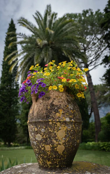 Image Pétunias Multicolores Fleurissant Dans Grand Vase Pierre Sur Côte — Photo