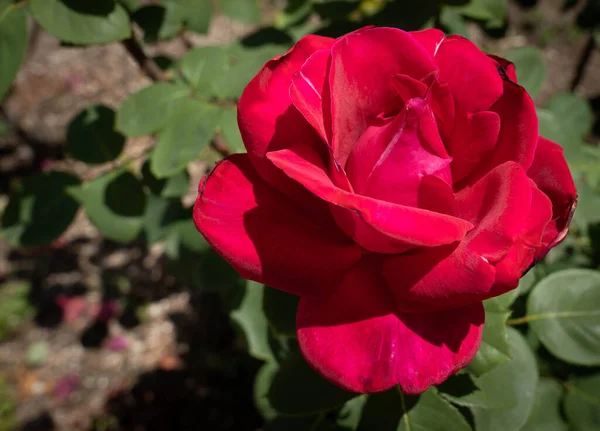 Immagine Una Bella Rosa Rossa Fiorita Sulla Costiera Amalfitana Campania — Foto Stock