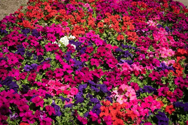 Imagen Petunias Multicolores Floreciendo Parterre Costa Amalfi Italia — Foto de Stock