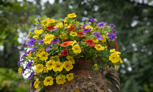 Imagem Petúnias Multicoloridas Florescendo Grande Vaso Pedra Costa Amalfitana Itália — Fotografia de Stock