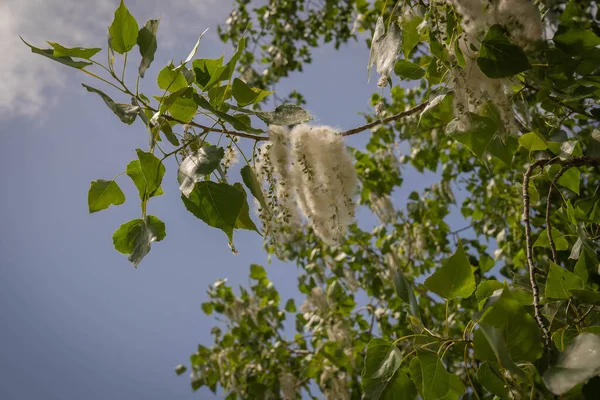 Image Poplar Fluff Parks Rome Italy — Stock Photo, Image