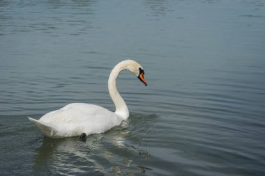 Gölette yüzen büyük beyaz kuğu resmi