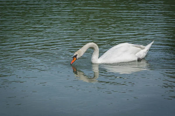 Imagem Grande Cisne Branco Flutuando Uma Lagoa — Fotografia de Stock