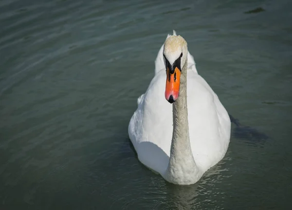 Imagem Grande Cisne Branco Flutuando Uma Lagoa — Fotografia de Stock