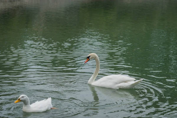 Immagine Grande Cigno Bianco Anatre Che Galleggiano Uno Stagno — Foto Stock