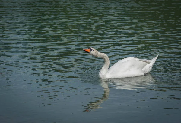 Imagem Grande Cisne Branco Flutuando Uma Lagoa — Fotografia de Stock