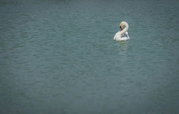 Bild Eines Großen Weißen Schwans Der Einem Teich Schwimmt — Stockfoto