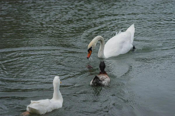 Imagem Grande Cisne Branco Patos Flutuando Uma Lagoa — Fotografia de Stock