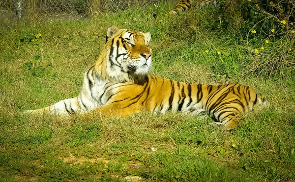 Imagen Tigre Rojo Grande Sobre Hierba Verde —  Fotos de Stock