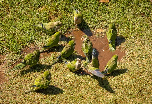 Image Green Parrots Swimming Puddle Walking Green Grass Rome Italy — Stock Photo, Image